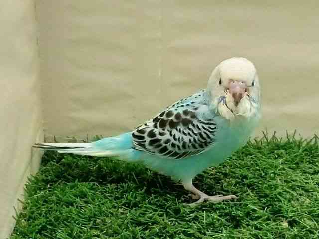 ZLZCCR