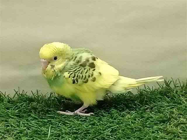 ZLZCCR