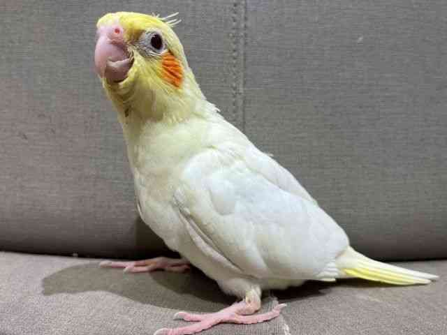 IJCR
