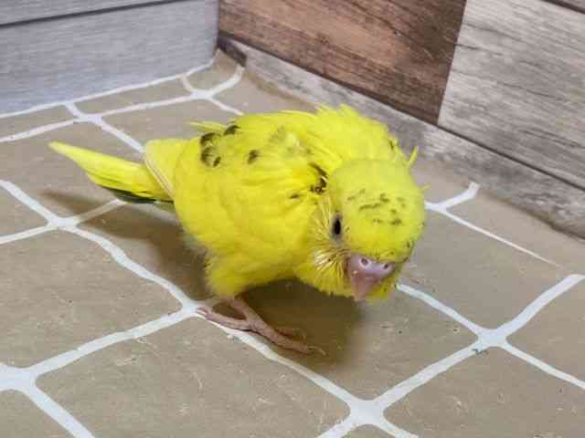 ZLZCCR