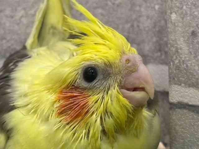 IJCR