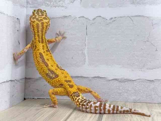 qEgJQhL