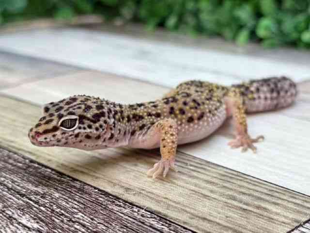qEgJQhL