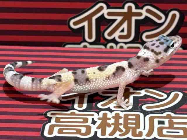 qEgJQhL