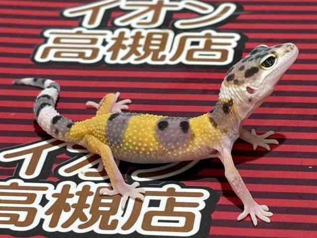 qEgJQhL