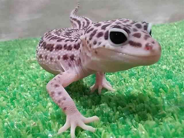 qEgJQhL
