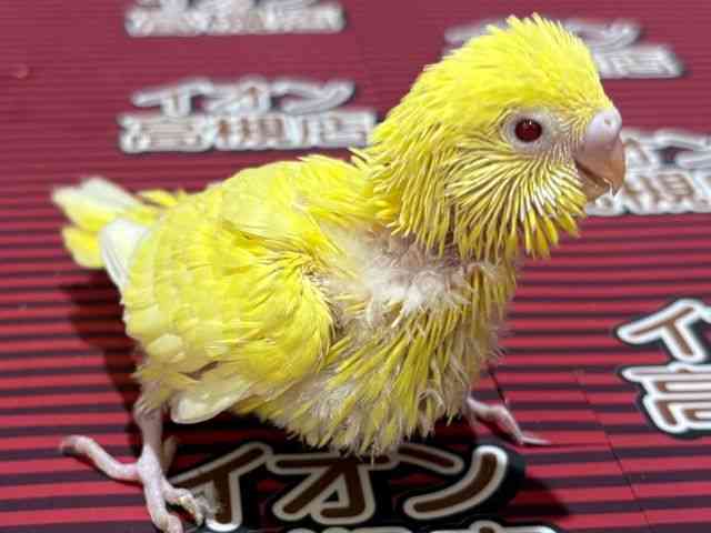 ZLZCCR