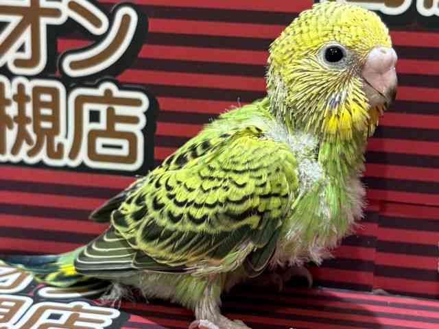 ZLZCCR