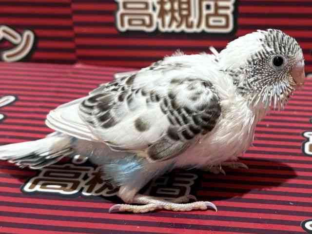 ZLZCCR