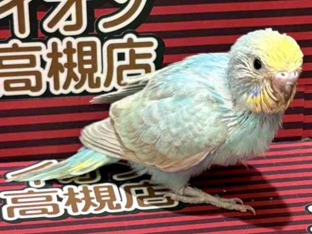 ZLZCCR