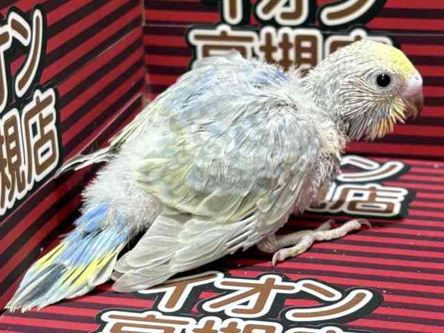 ZLZCCR