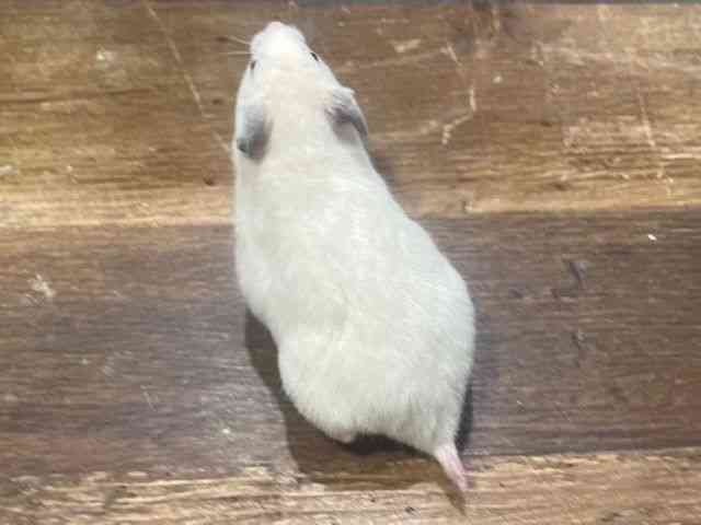 J[