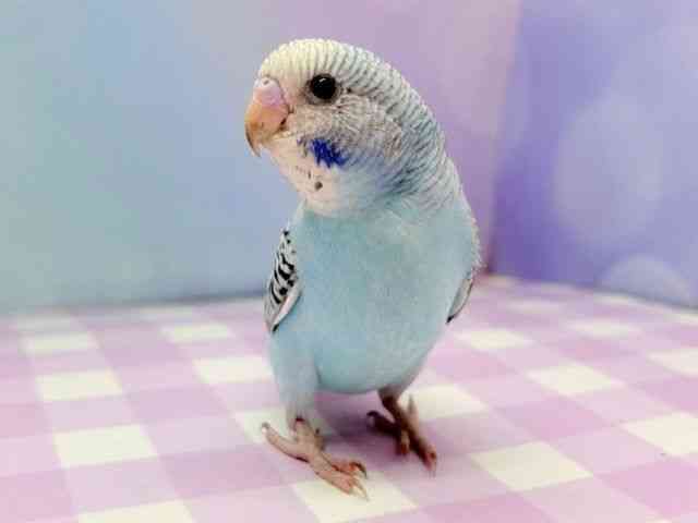 ZLZCCR