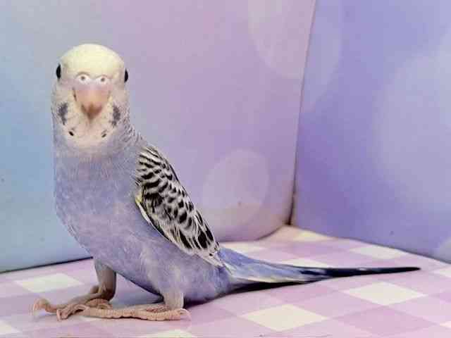 ZLZCCR