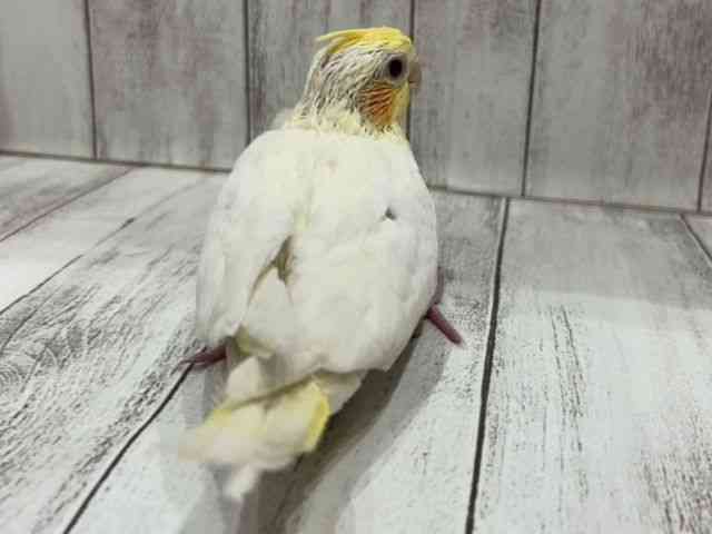 IJCR
