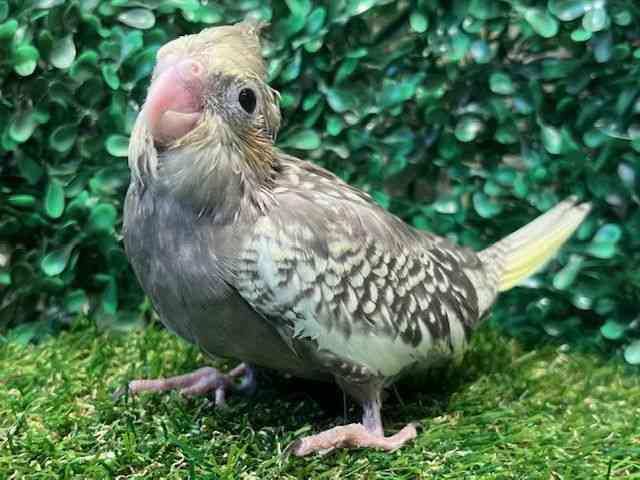 IJCR