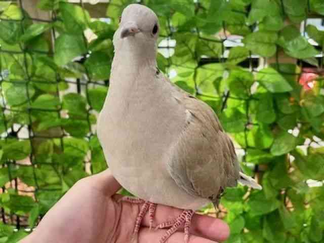 ̑iތnȋjj