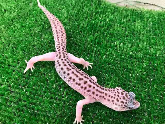 qEgJQhL