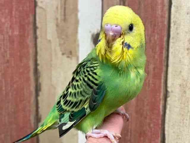 セキセイインコ | ひごペット(スマホ):近畿一円 ペットショップ