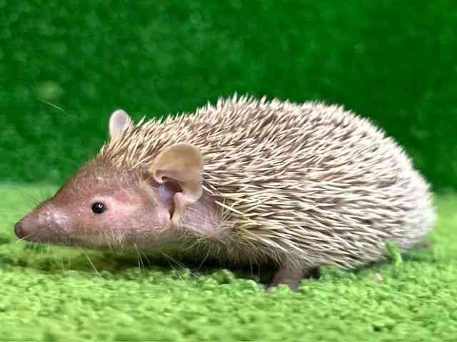 ̑iMތnȋjj