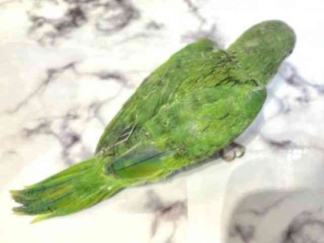 ILiCR