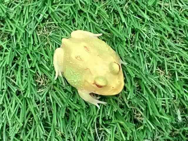 NEFcmKG