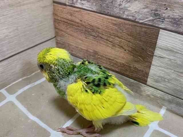 ZLZCCR