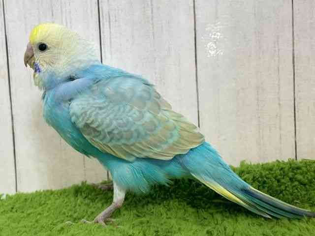 ZLZCCR