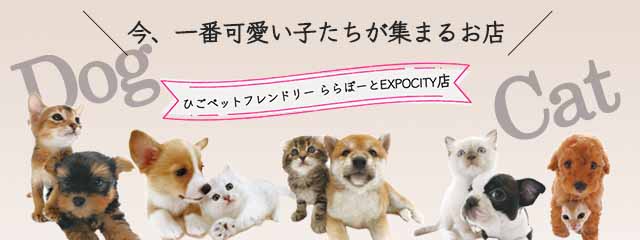 ひごペット スマホ 近畿一円 ペットショップ ひごペットフレンドリー 大阪 兵庫 奈良 京都 和歌山 犬猫ペットの事ならおまかせ