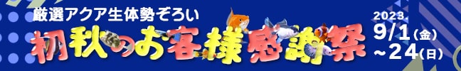 ANAĤqlӍ