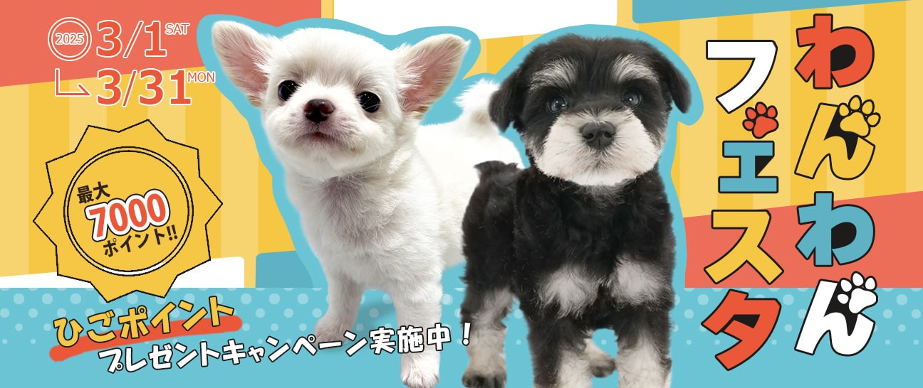 □豆柴 プロフ必須さま専用愛犬ちゃん2体ミニチュアオーダー確認