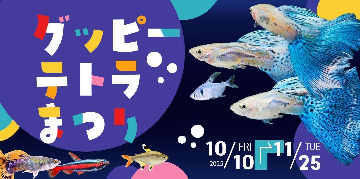 グッピー・テトラまつり
