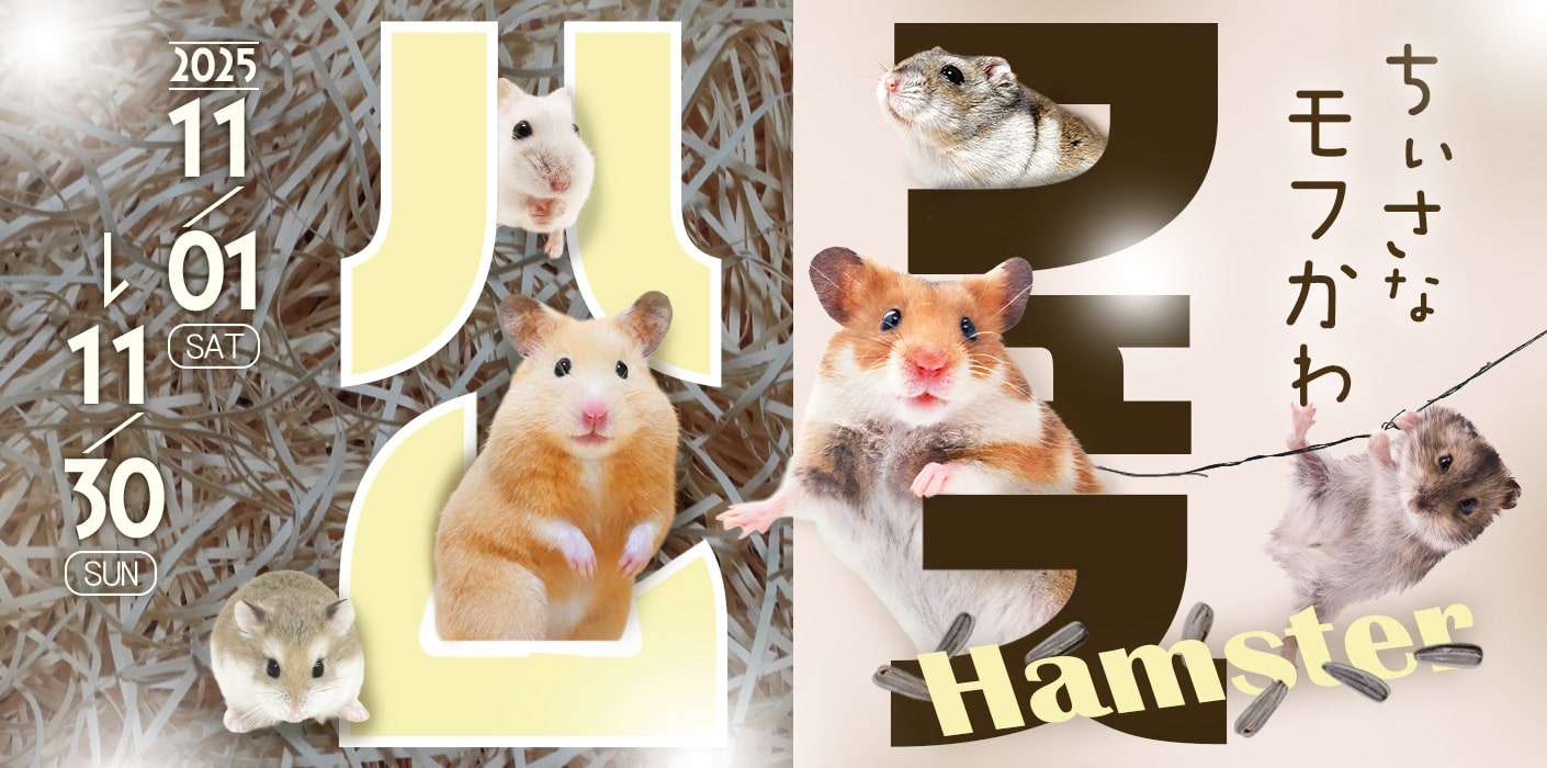 ハムスターフェスタ