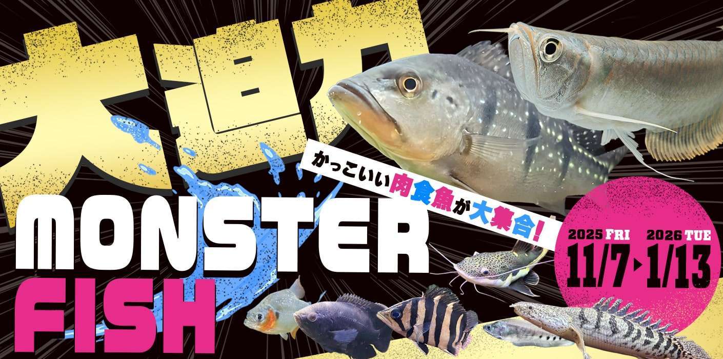 モンスターフィッシュまつり