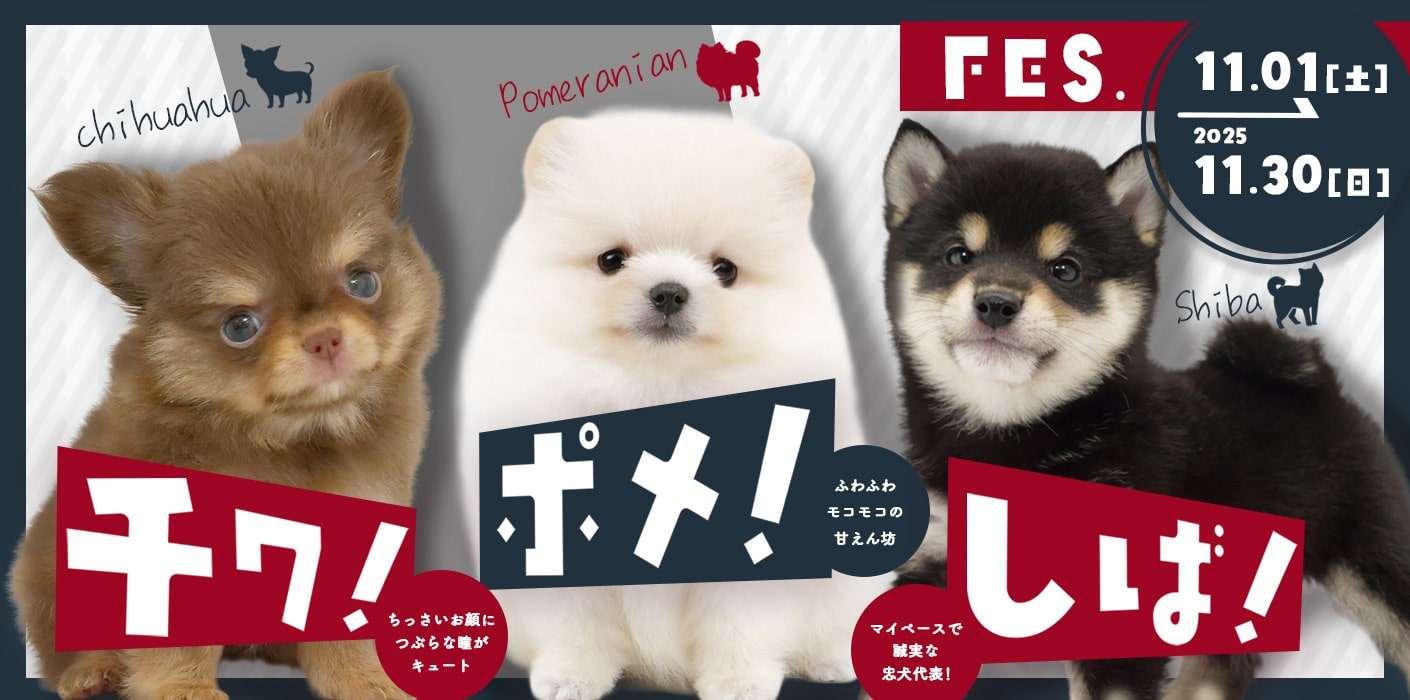 チワ!ポメ!しば!フェスタ