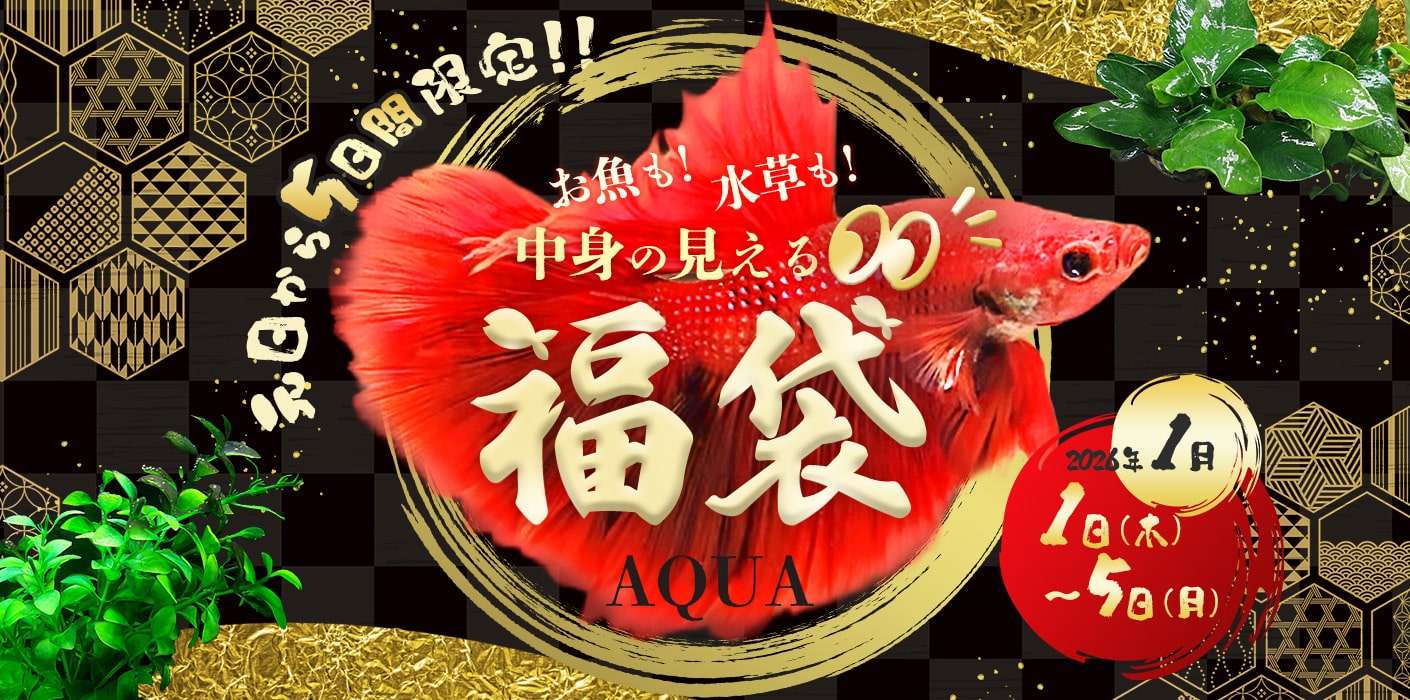 アクア中身が見える『福袋』!!
