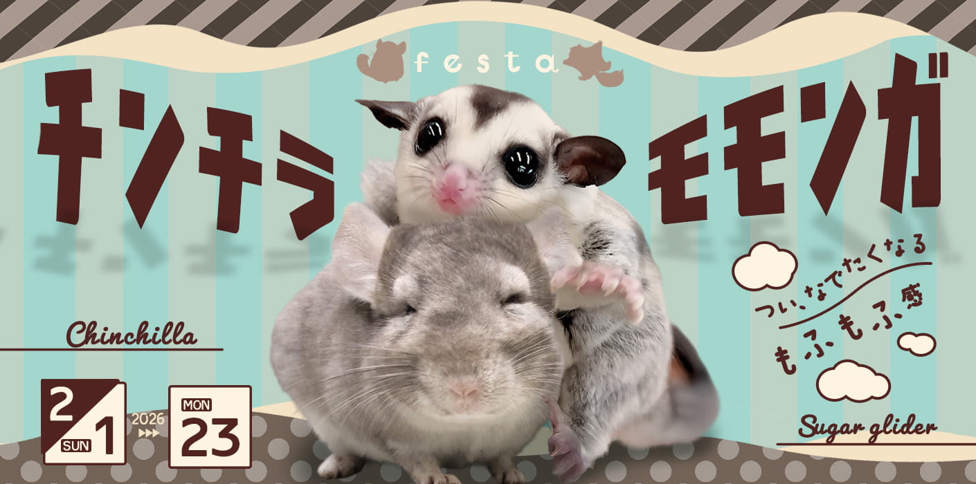 チンチラ・モモンガフェスタ