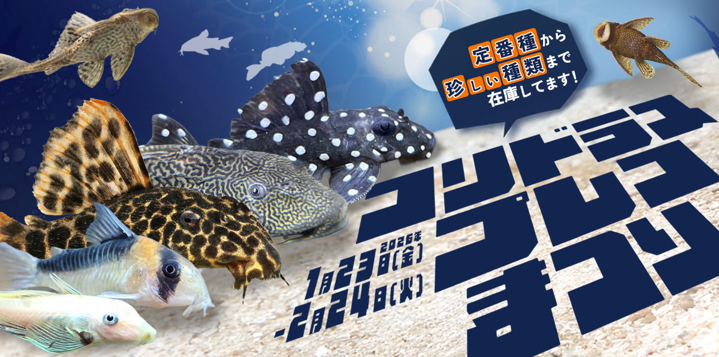 コリドラス・プレコまつり