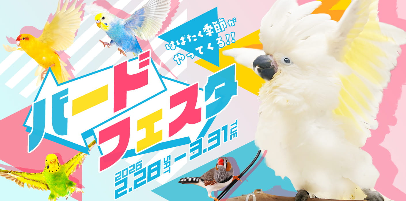 バードフェスタ