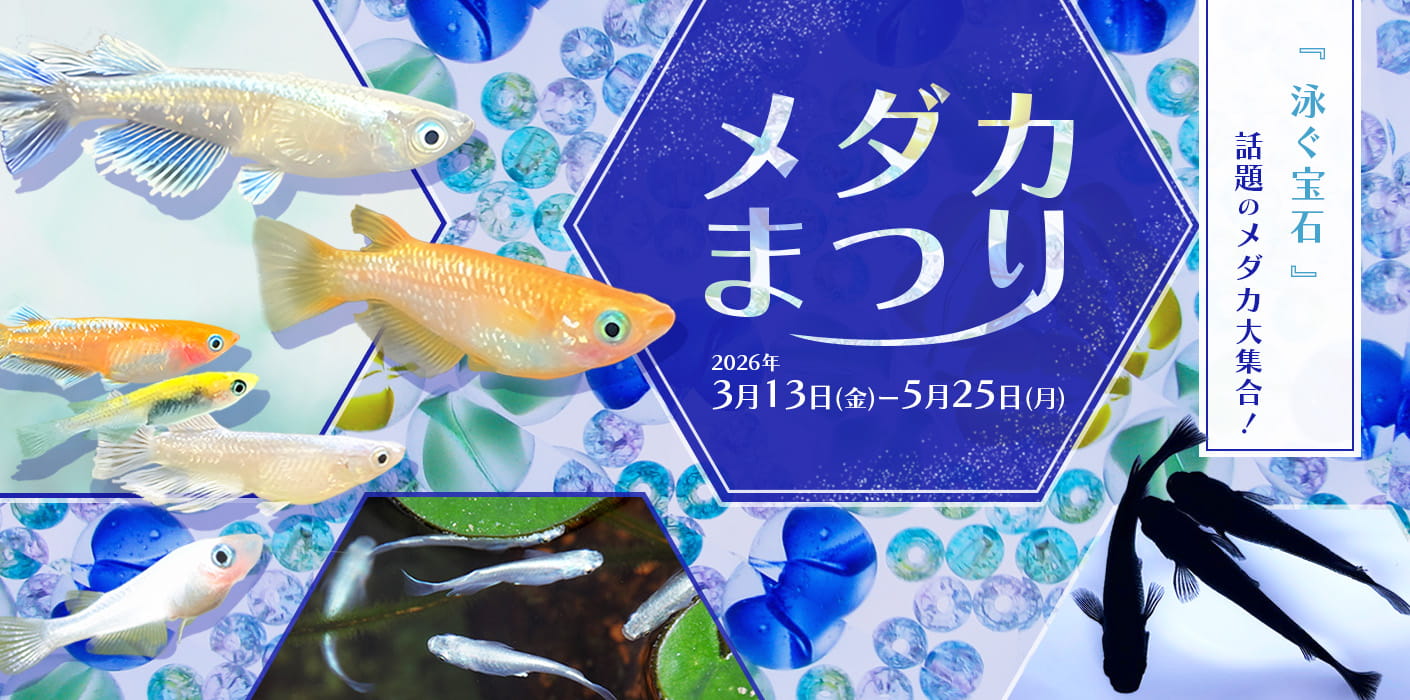 メダカまつり