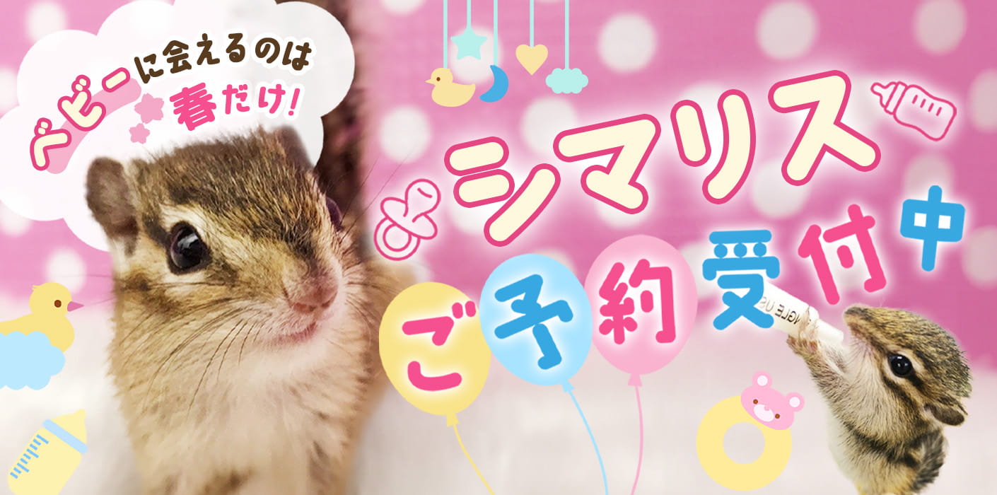 シマリスベビーご予約受付中