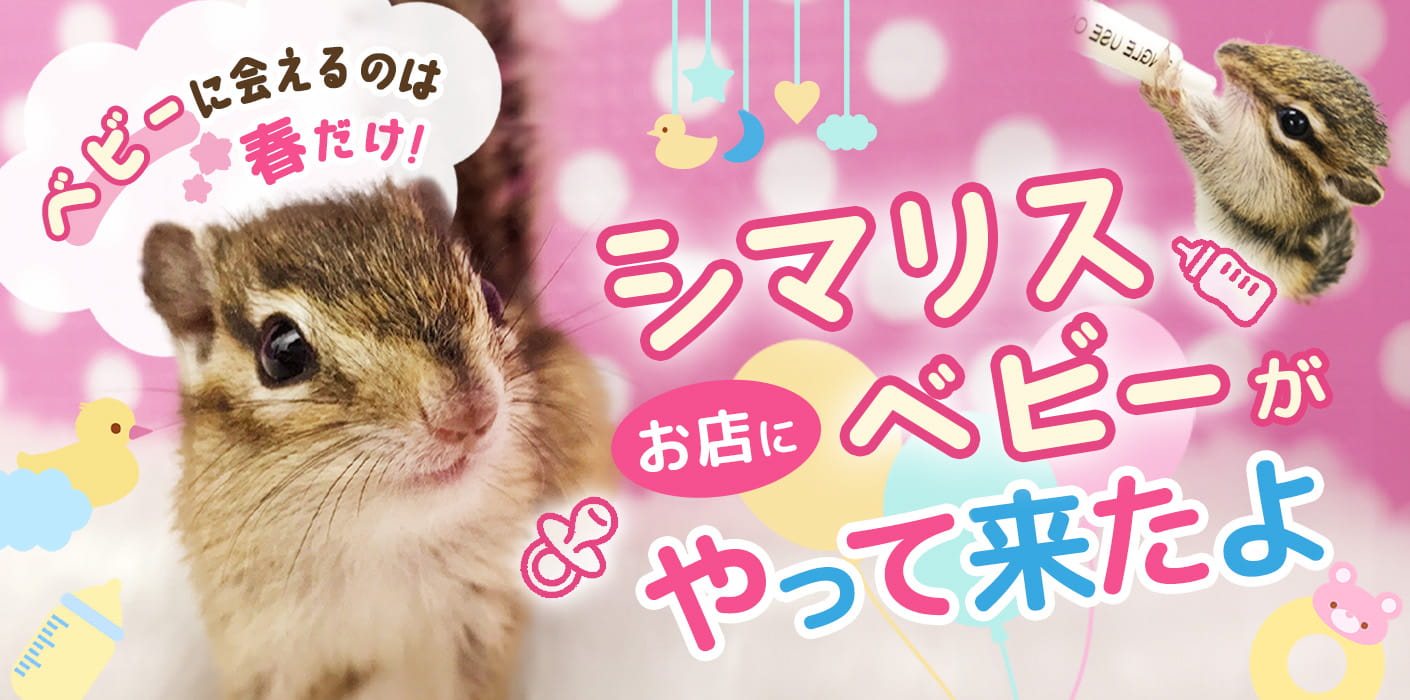シマリスベビーがやってきた