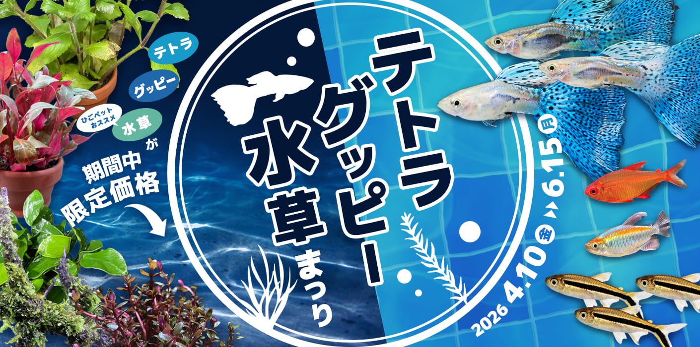 テトラ・グッピー・水草まつり