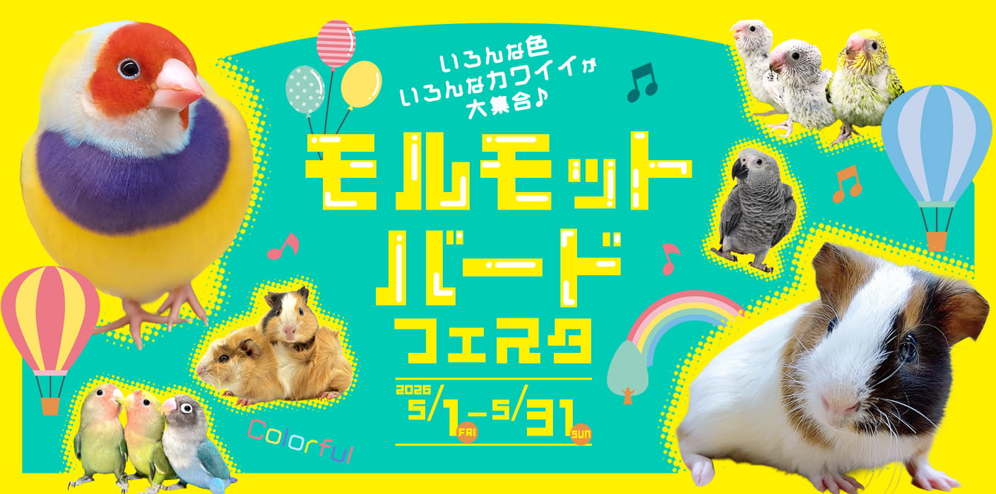 モルモット・バードフェスタ