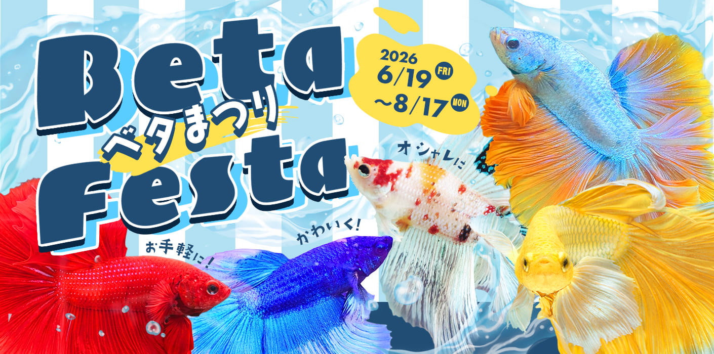 アクアベタ祭り
