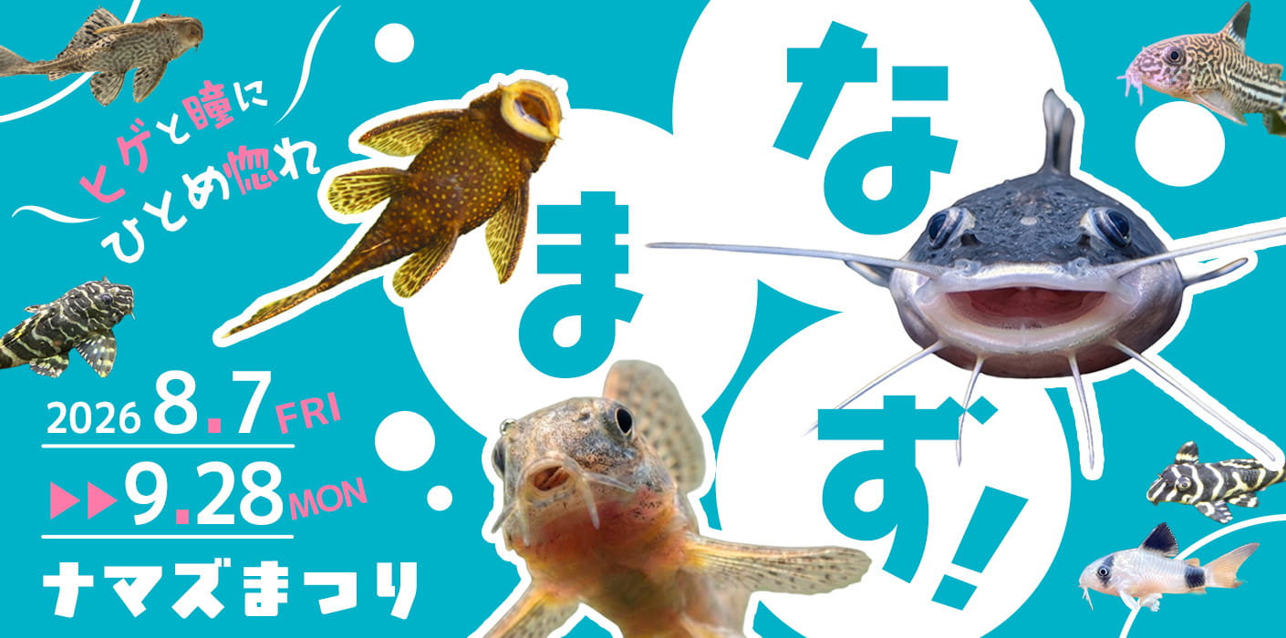 ナマズ祭り