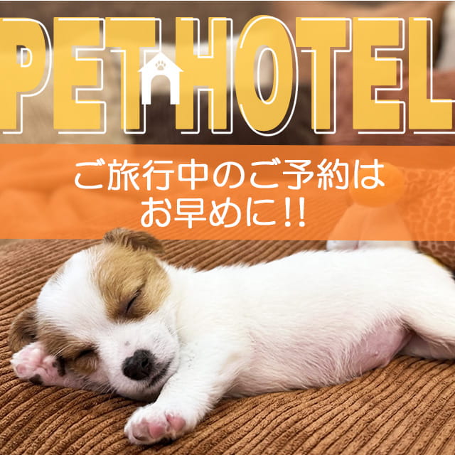 sale-info