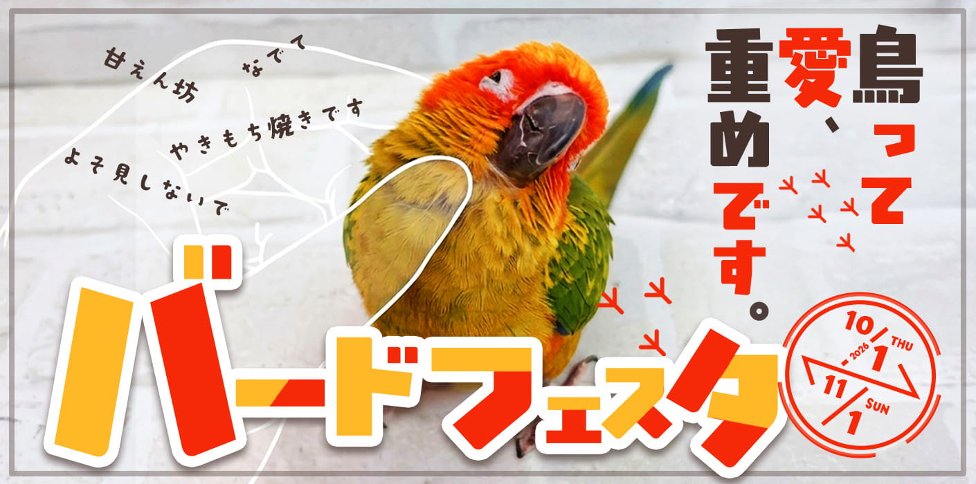 バードフェスタ
