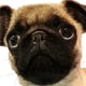 パグ